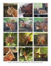 Eichhörnchen-Fotos-Memo-Aufdeckspiel-2.pdf